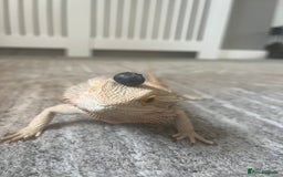 Bearded Dragon reptiles for sale: Bearded dragon  - Image 3