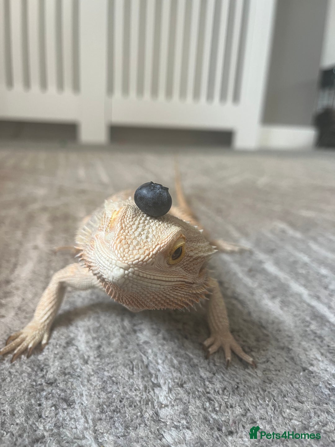 Bearded Dragon reptiles for sale: Bearded dragon  - Image 3