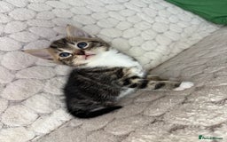 Mixed Breed cats for sale: 7 little kittens - Image 5