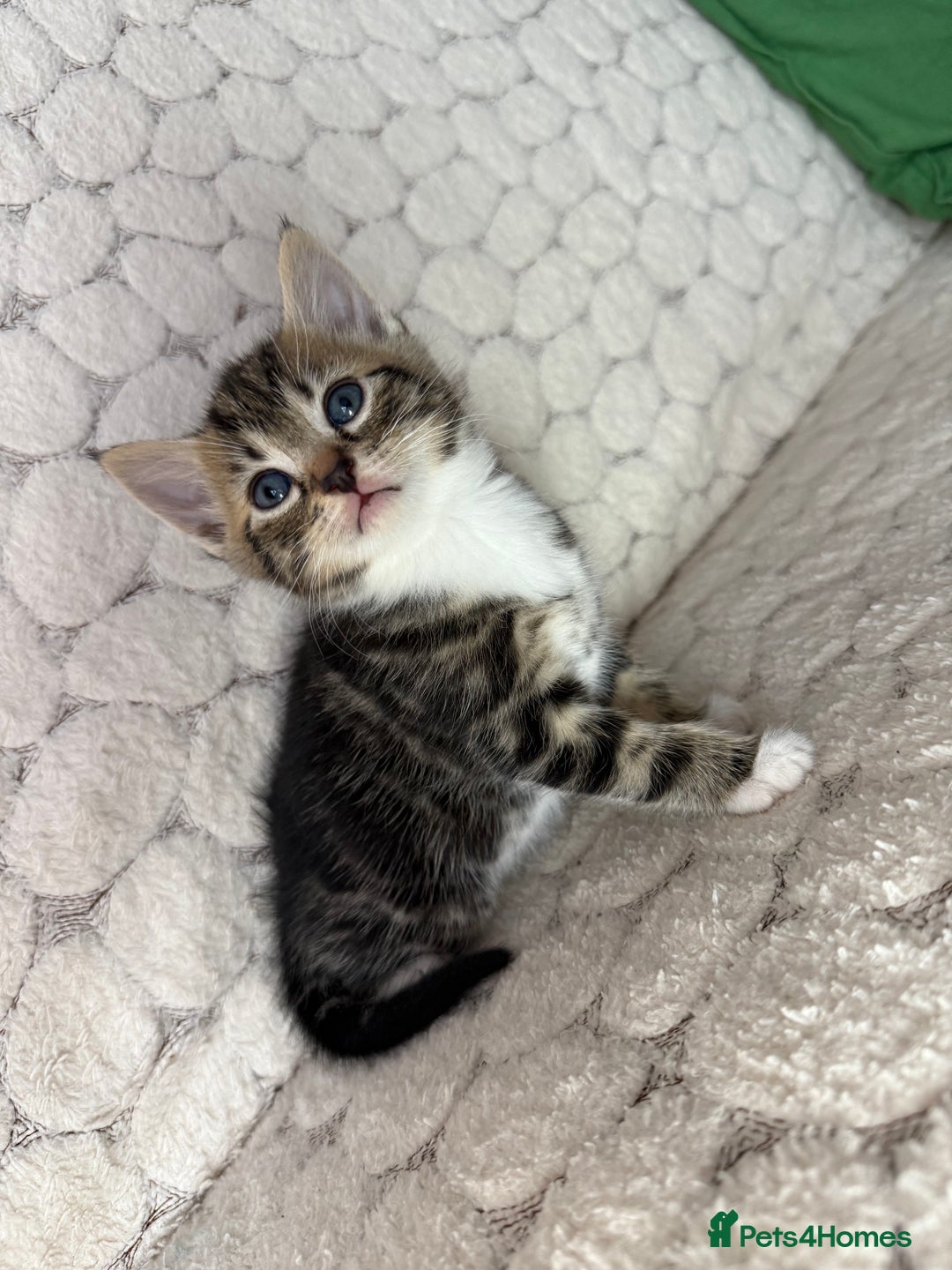 Mixed Breed cats for sale: 7 little kittens - Image 5