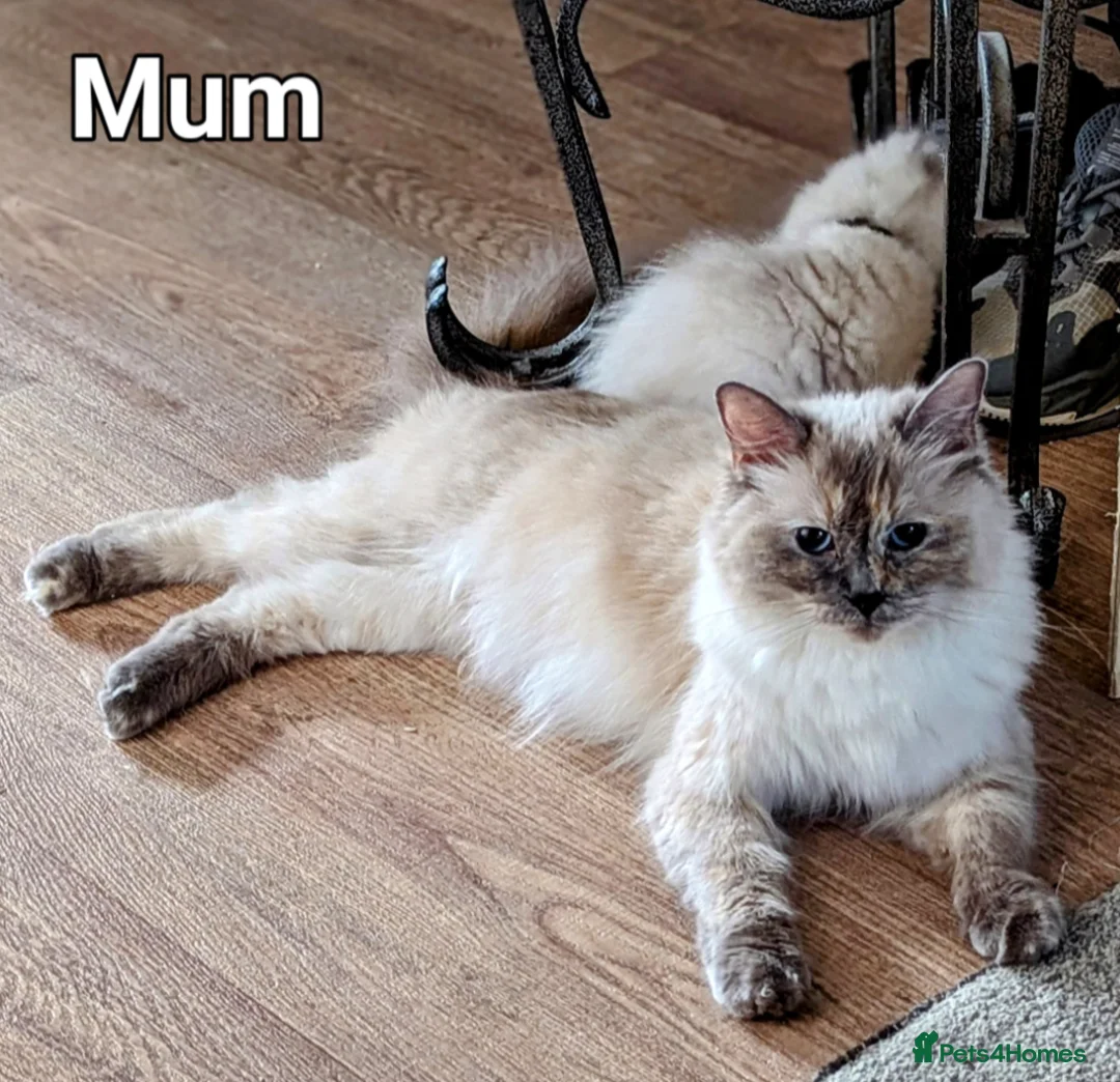 Ragdoll cats for sale: Beautiful ragdoll kittens  - Advert 1