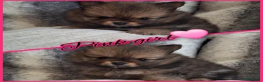 Pomeranian 4