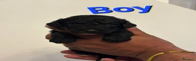 Cockapoo 4