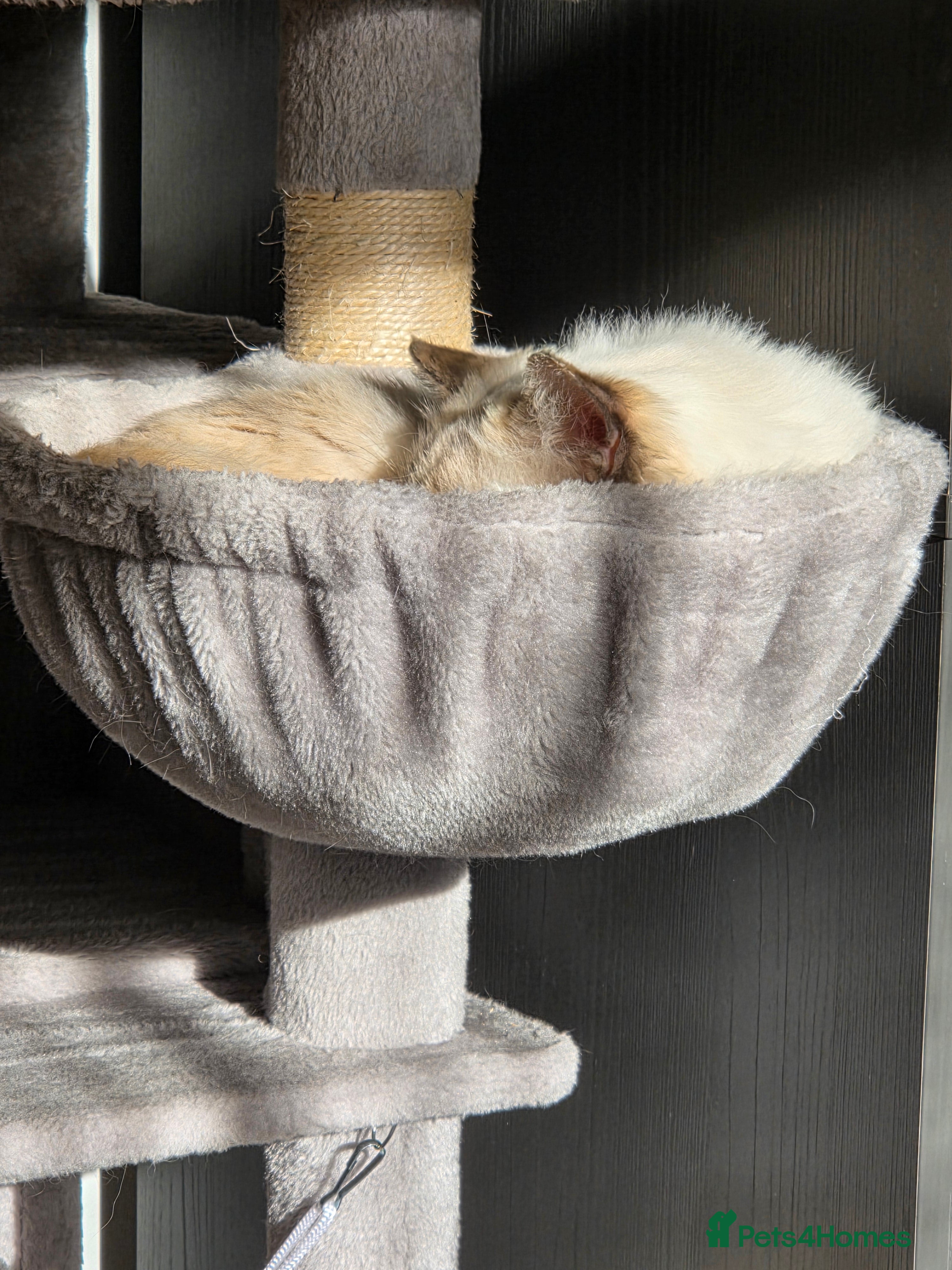 Ragdoll cats Female Ragdoll for rehoming  - Advert 2