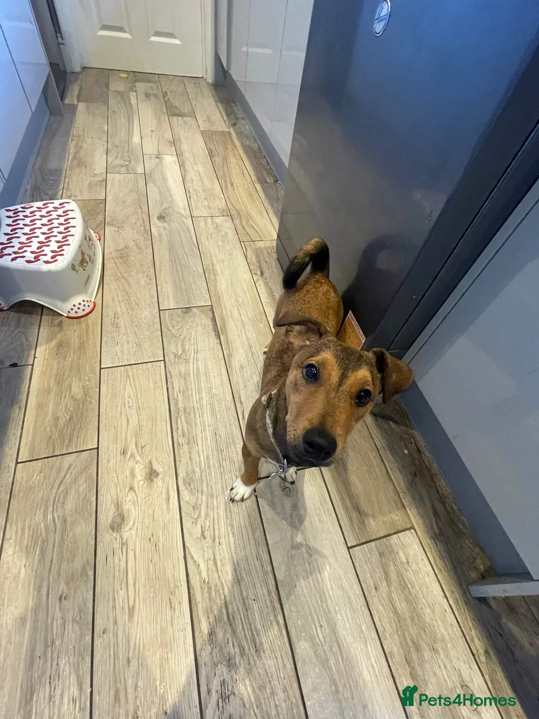 Mixed Breed dogs for sale: Plummer Terrier Puppy  - Advert 2