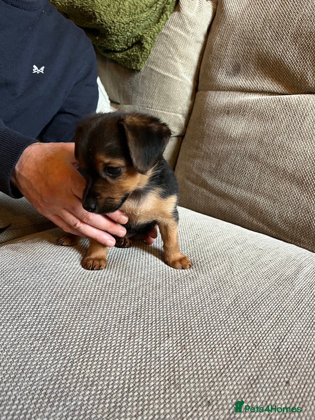 Jack Russell dogs for sale: Jack Russell puppies for sale - Advert 2