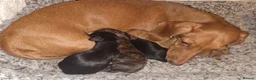 Miniature Dachshund dogs for sale: KC Mini Dachshund Pups - 1 available.3 reserved  - Advert 13