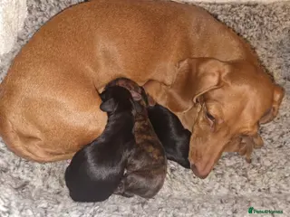 Miniature Dachshund dogs KC Mini Dachshund Puppies - Stunning - Advert 6