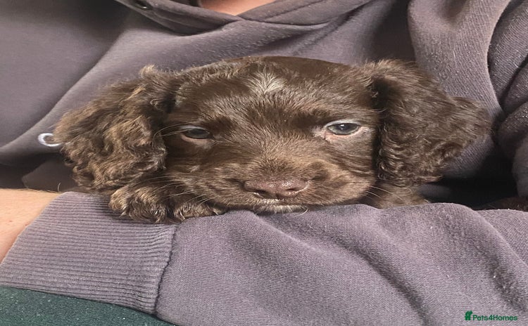 Cocker Spaniel dogs - Advert 10