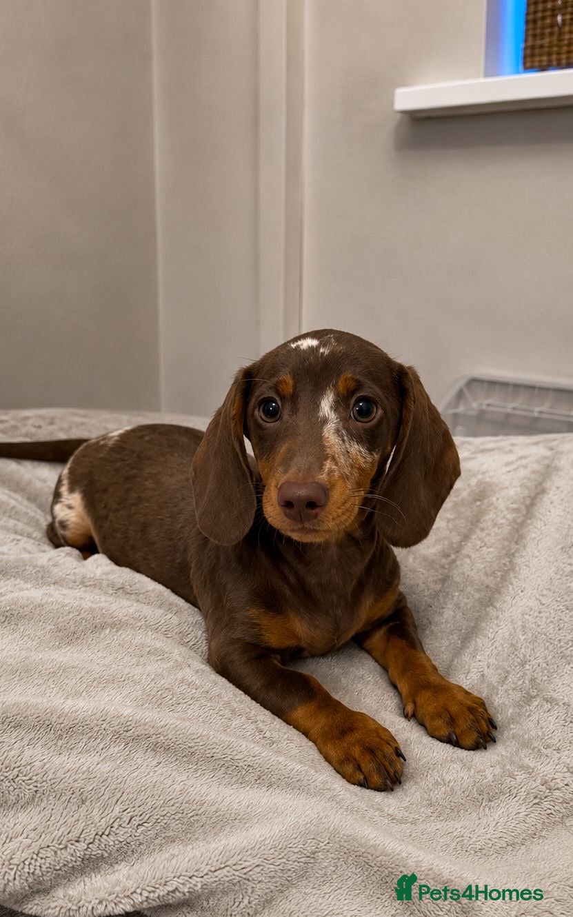 Miniature Dachshund dogs LAST 2 BOYS Smooth haired mini dachunds - Advert 1