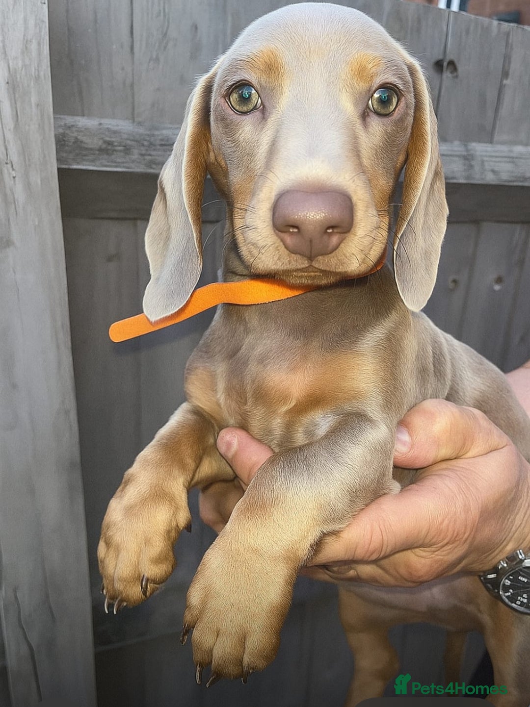 Dachshund dogs for sale: 🏡🐾 Isabella Dachshund Puppies - Ready Now 🐾🏡 - Advert 34