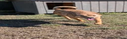 Mixed Breed dogs for adoption: Blue for adoption - Advert 9