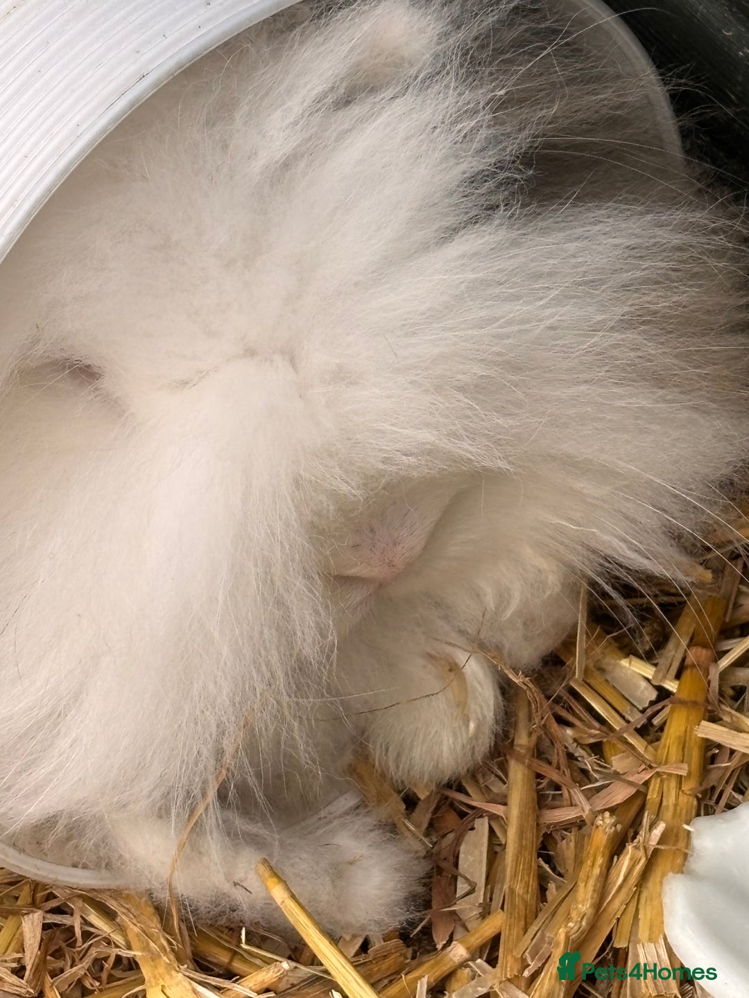 Lionhead rabbits for sale: Lionhead x lowered baby rabbits  - Image 18