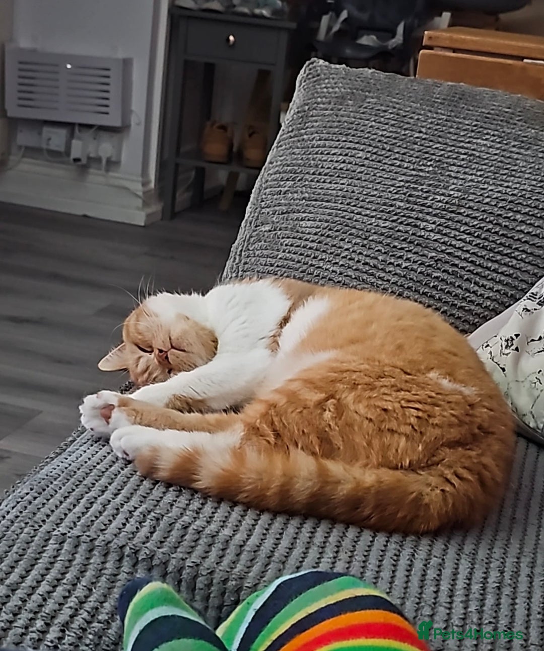 British Shorthair cats for sale: ginger female British short hair ❤️❤️ - Image 2