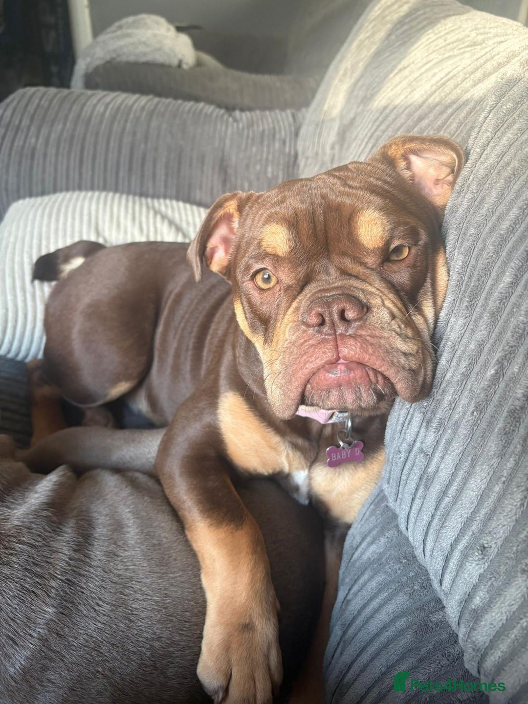 Olde English Bulldogge dogs for sale: Baby D - 11 Months Old  - Image 2