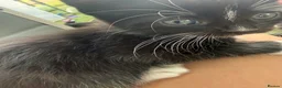 Mixed Breed cats for sale: Super Cute Tuxedo Kittens (Female) - Advert 7