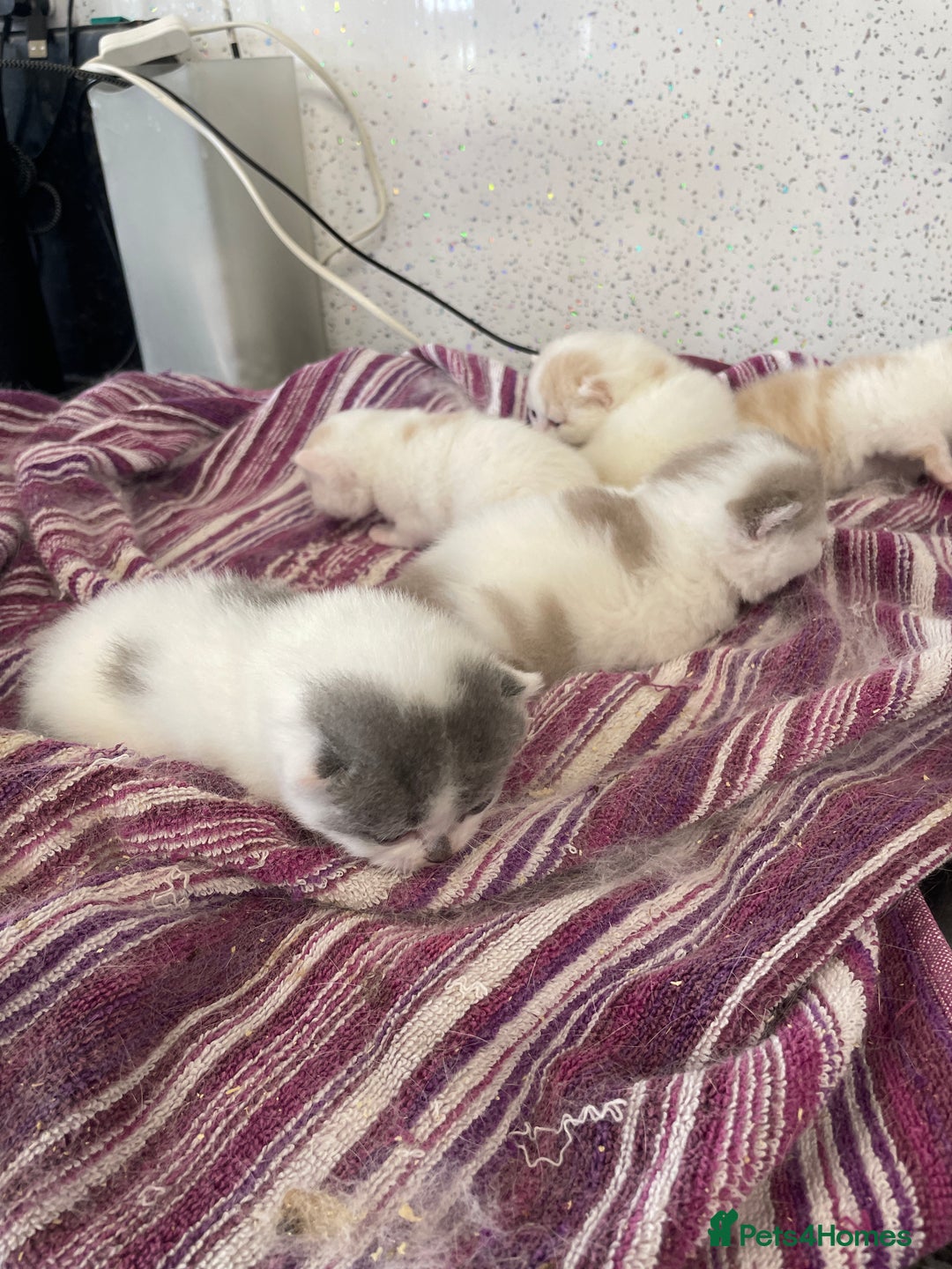 British Shorthair cats for sale: 5  Registered British Shorthair  in Manningtree - Image 23