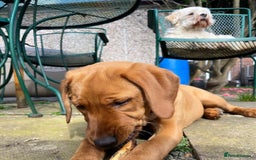 Labrador Retriever dogs for sale: Beautiful Labrador Bella 6 months old  - Image 2