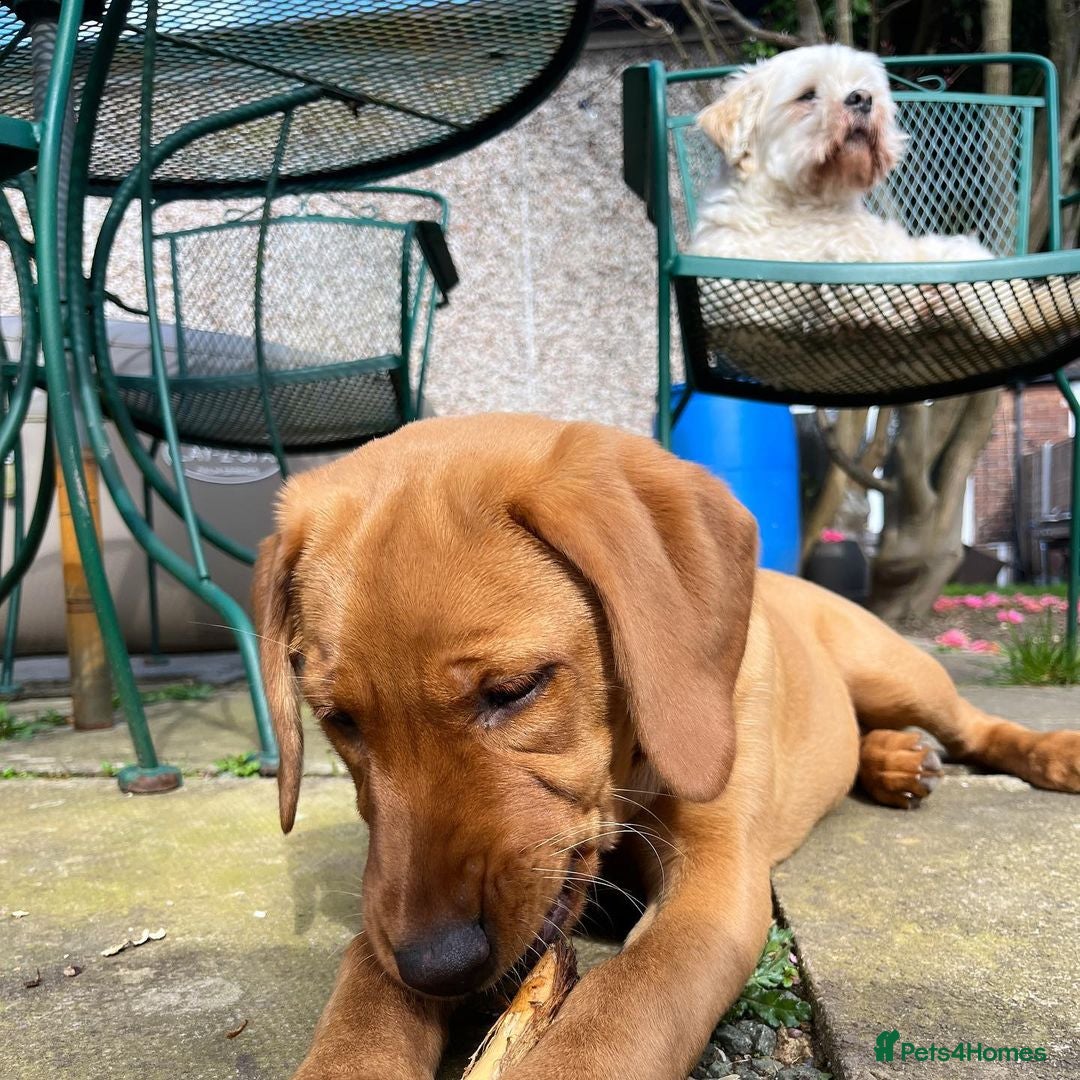 Labrador Retriever dogs for sale: Beautiful Labrador Bella 6 months old  - Image 2