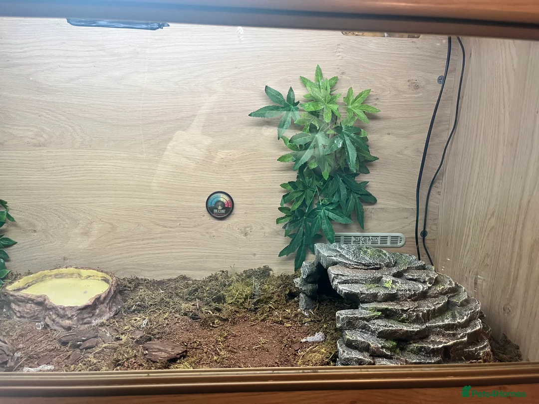 Python Snake reptiles for sale: Ball python and full vivarium set up - Advert 5
