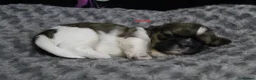 Shih Tzu dogs for sale: LOVELY CUTE SHIH TZU PUPPIES - Advert 4