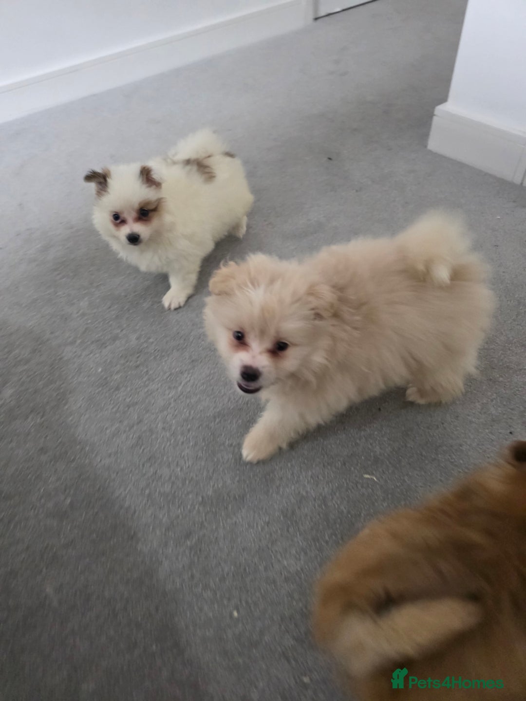 Pomeranian dogs for sale: Pomeranian puppies  - Image 6