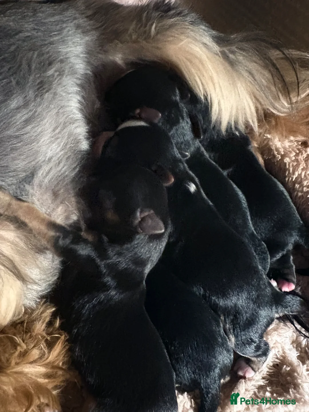 Yorkshire Terrier dogs for sale: Luxury Tiny Yorkie Puppies ✨ - Advert 13