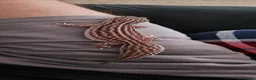 Leopard Gecko reptiles for sale: Mack Snow Eclipse Female Leopard Gecko  - Advert 3
