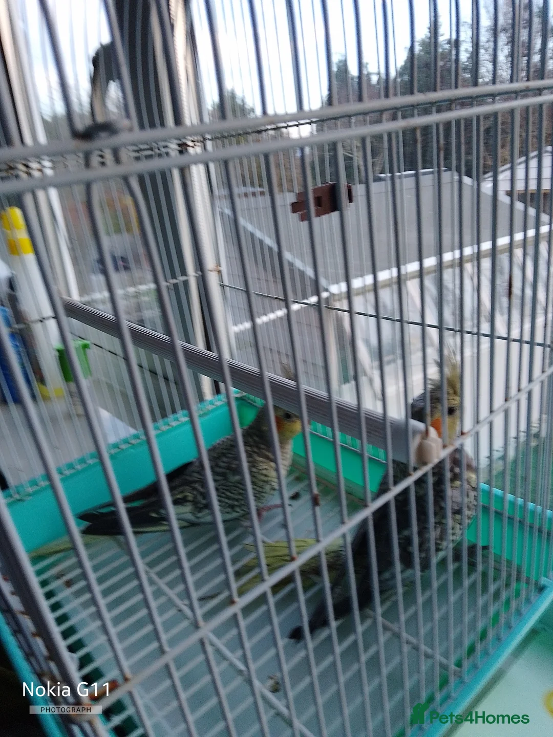 Cockatiels birds for sale: cocktails  - Advert 2