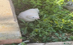 Quail poultry for sale: White Quail - Healthy & Active - Image 3