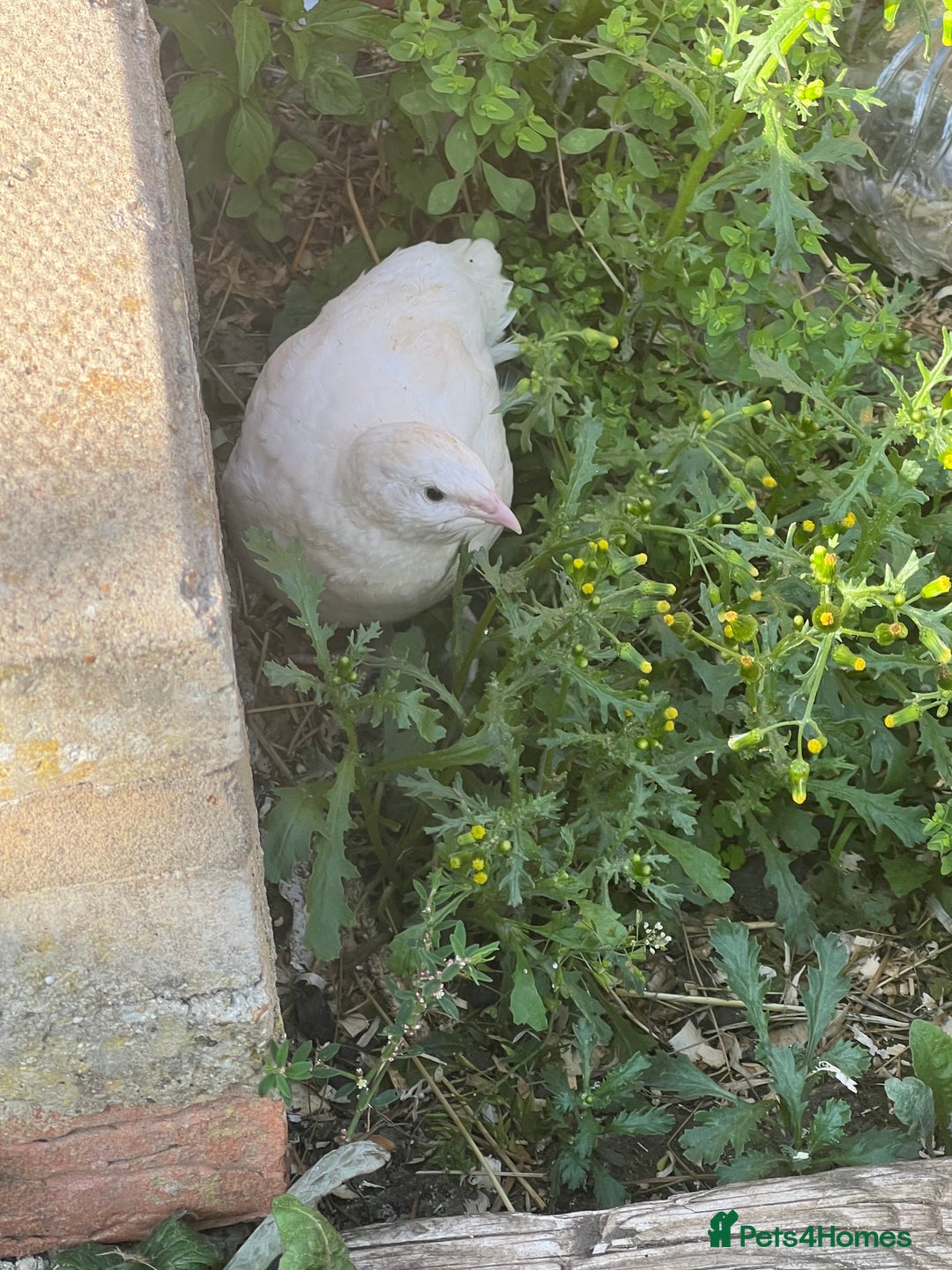 Quail poultry for sale: White Quail - Healthy & Active - Image 3
