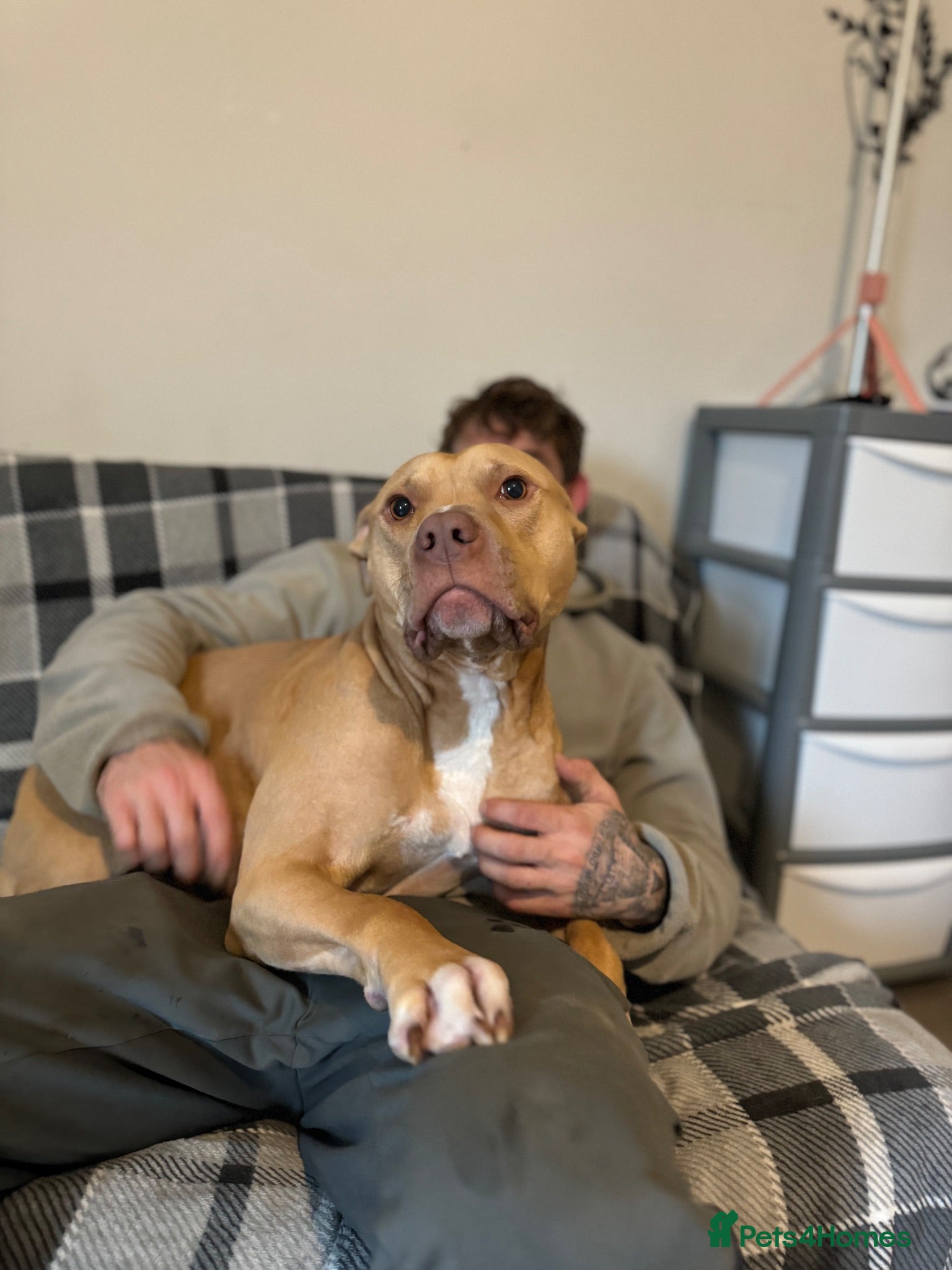 Mixed Breed dogs American staff for sale  - Advert 4