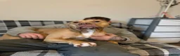 Mixed Breed dogs for sale: American staff for sale  in Witney - Advert 1