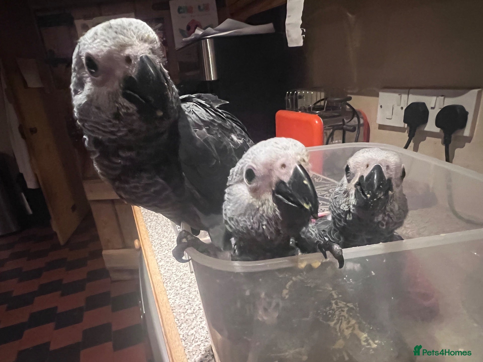 Parrots birds baby tame african greys 2 remaining  - Advert 1