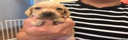 Miniature Dachshund dogs for sale: KC reg smooth hair miniature dachshund  - Advert 4