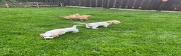 Cocker Spaniel dogs for sale: KC Lemon Roan Cockers from Champion Lines in Ellon - Advert 23