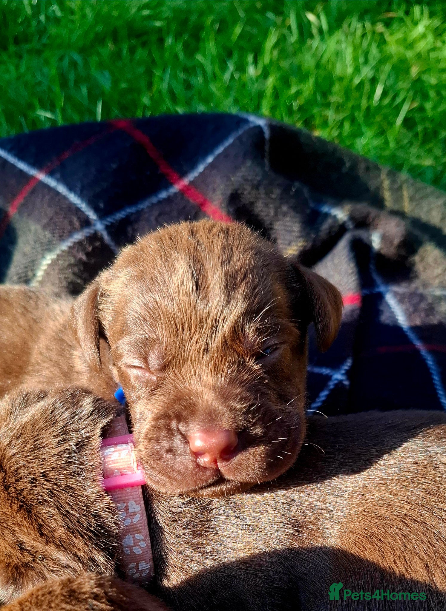 Labrador Retriever dogs Beautiful Chocolate Labrador puppies - Advert 1