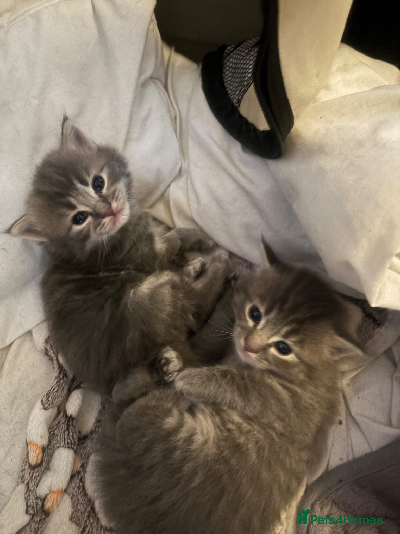 Ragdoll cats for sale: Ragdoll cross Norwegian forest cat - Advert 6