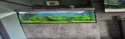 Tetras fish for sale: Evolution Aqua  D-D Aqua Freshwater 900 fish tank - Advert 2