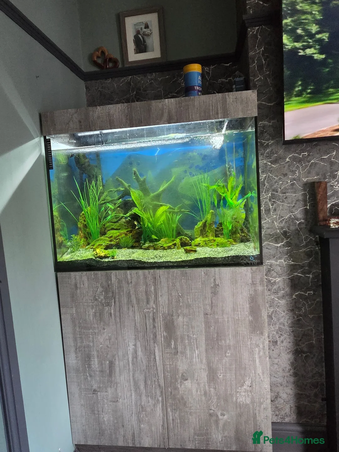 Tetras fish for sale: Evolution Aqua  D-D Aqua Freshwater 900 fish tank - Advert 2
