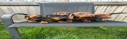 Miniature Dachshund dogs for sale: Beautiful dachshund puppy ready to leave  in Accrington - Advert 2
