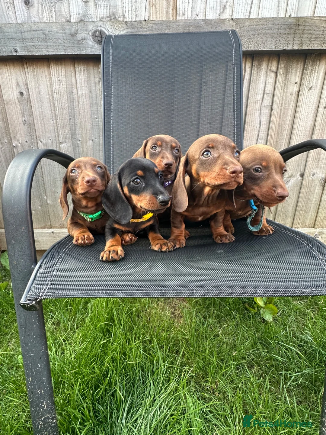 Miniature Dachshund dogs for sale: Beautiful dachshund puppy ready to leave  in Accrington - Advert 2