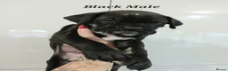Cane Corso dogs for sale: Exotic Cane Corso Pups - Advert 9