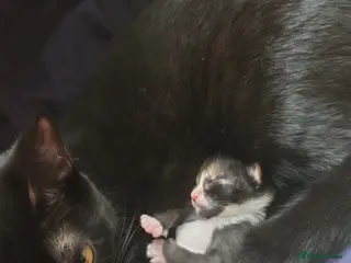 Domestic Shorthair cats Stunning Black & White kitten - Advert 1