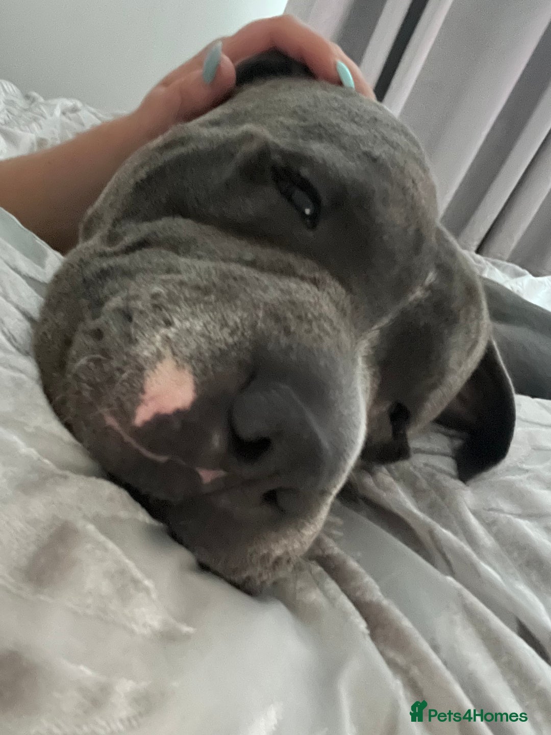 American Bull Staffy dogs for stud: Bruno cute boy for stud  - Image 3