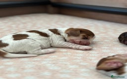 Cocker Spaniel dogs for sale: 🐶 Health-Tested Show-Type Cocke Spaniels 🐶 - Image 10