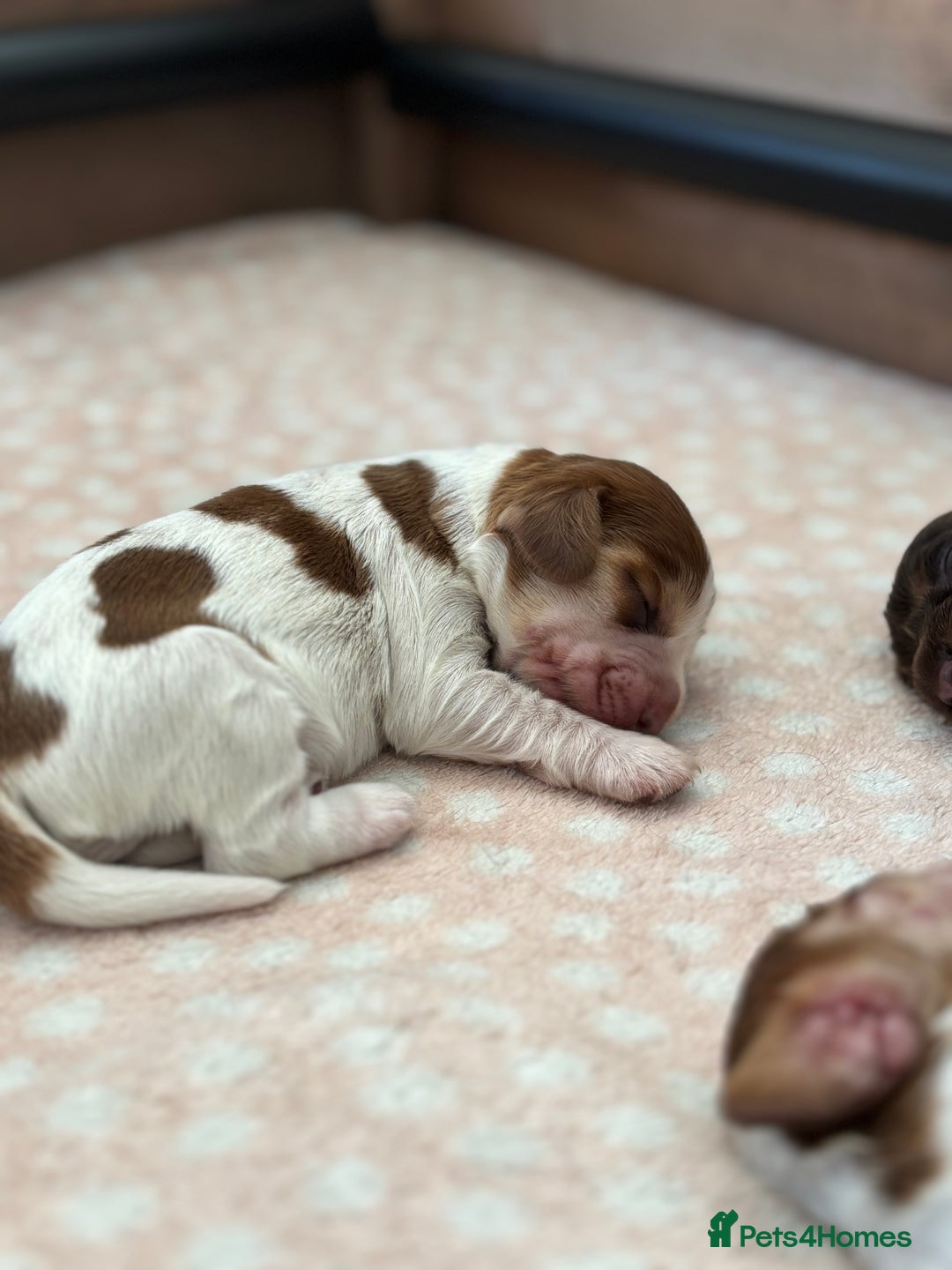 Cocker Spaniel dogs for sale: 🐶 Health-Tested Show-Type Cocke Spaniels 🐶 - Image 10
