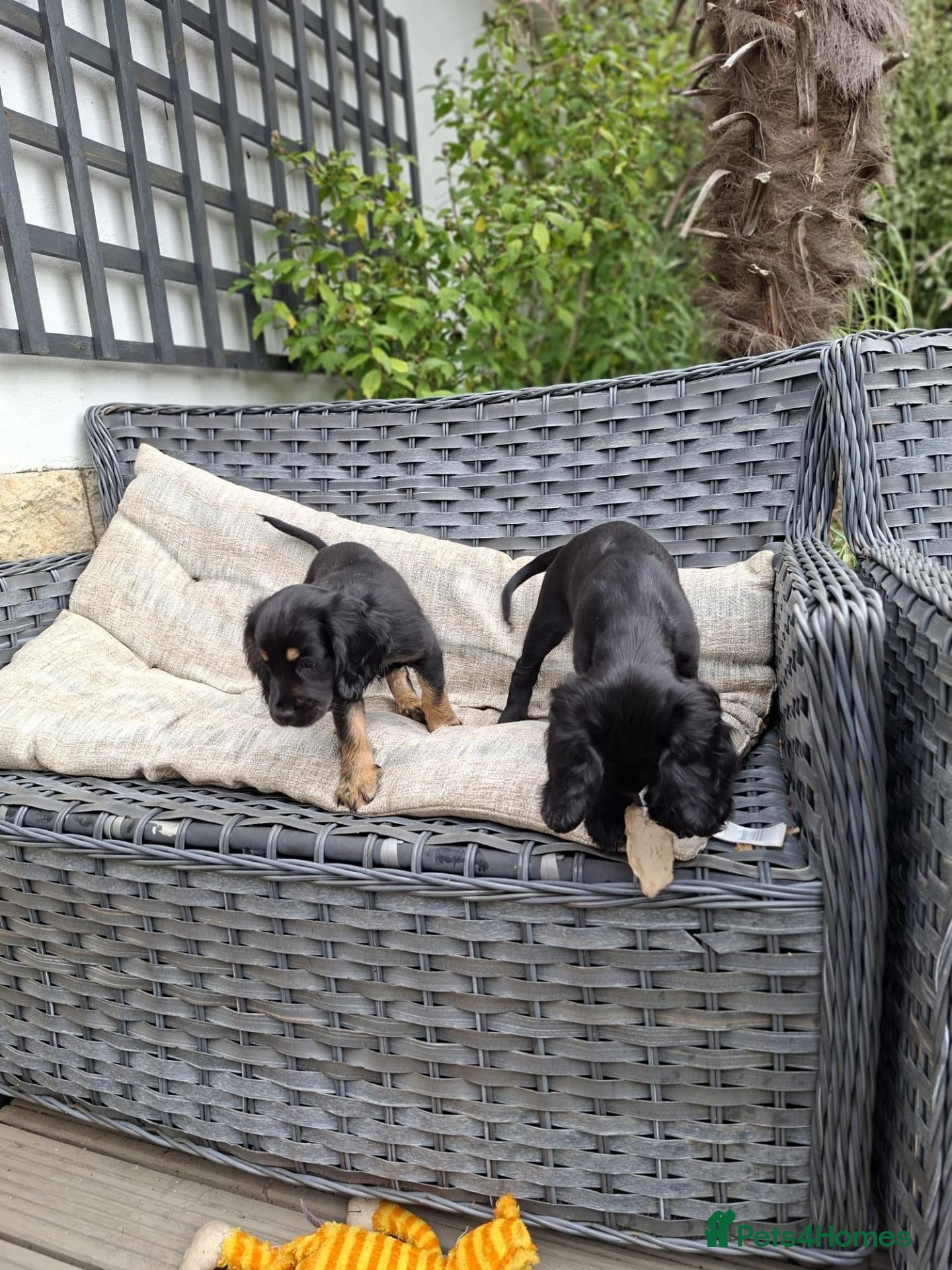 Cocker Spaniel dogs Two Cocker Spaniel Puppies  – Ready 5th Sept - Advert 3