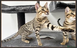 Savannah cats for sale: Dramatically reduced and ready F5 SBT Savannahs in Bingley - Image 10