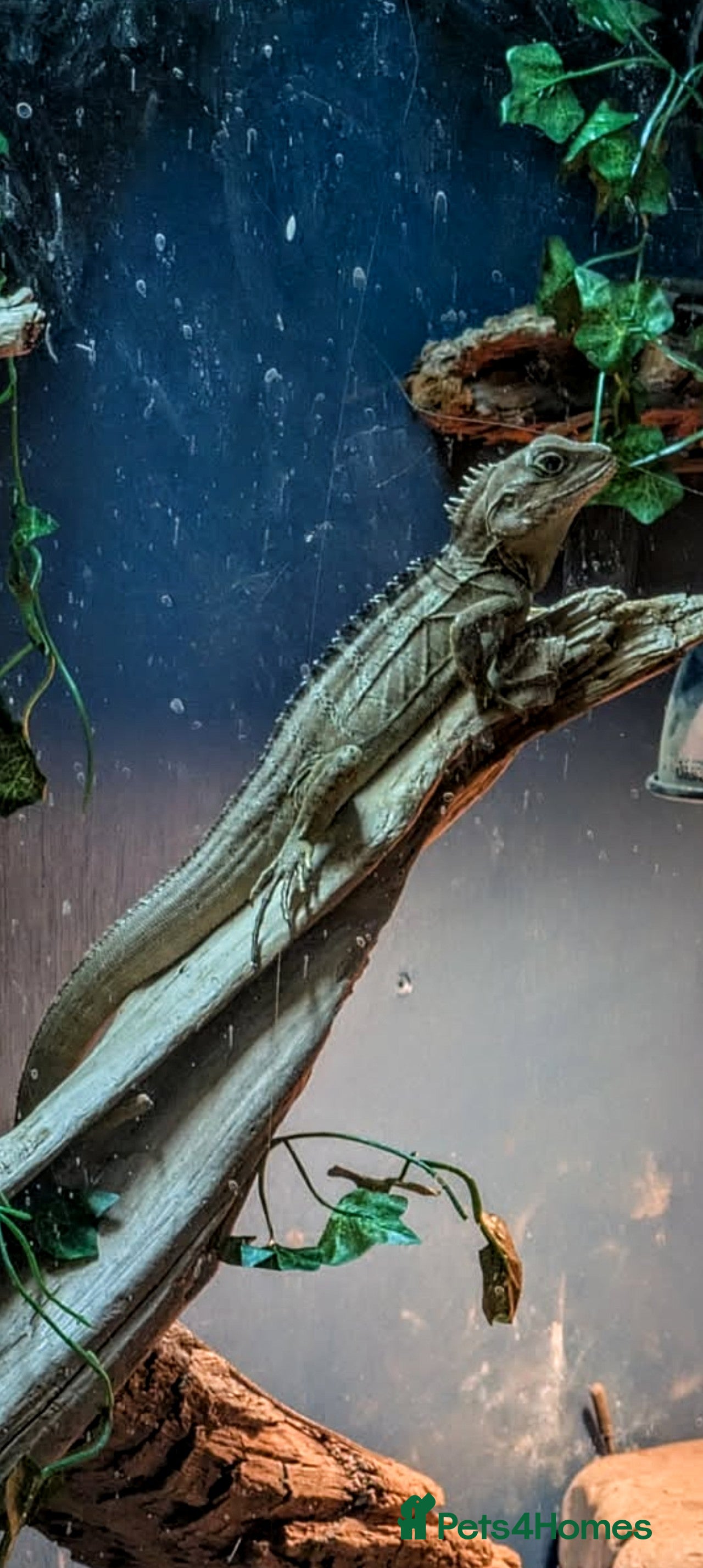 Dragon reptiles Rare Boyd's forest dragon  - Advert 1